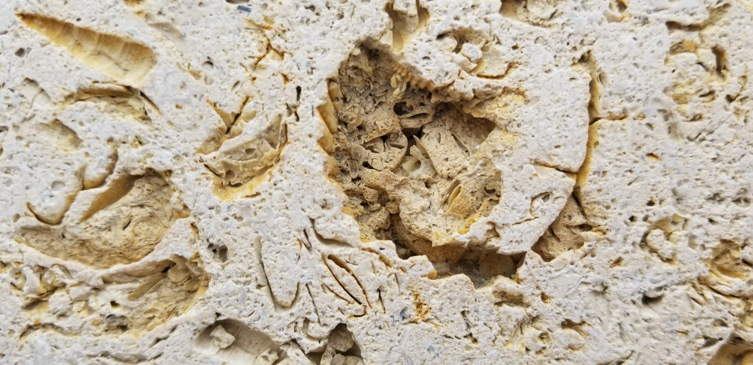 Rough-textured natural limestone with fossil impressions and porous detail, commonly found in Los Angeles homes.